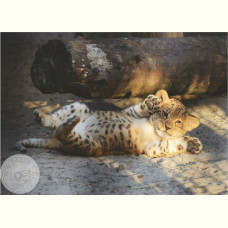 Новосибирский зоопарк. Детеныш леопарда
