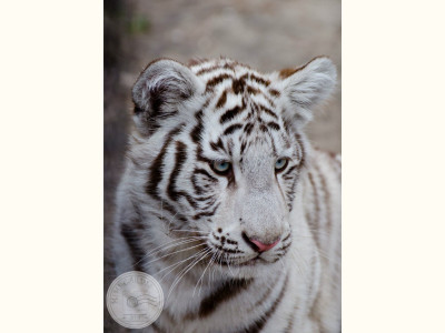 Новосибирский зоопарк. Белый тигр